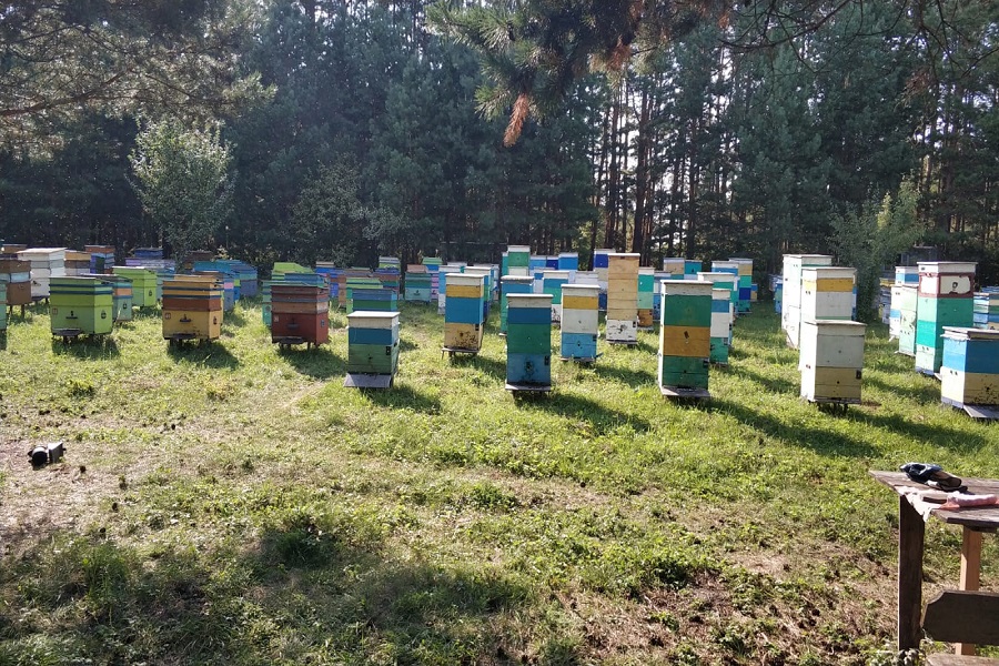 пасека пчелиная