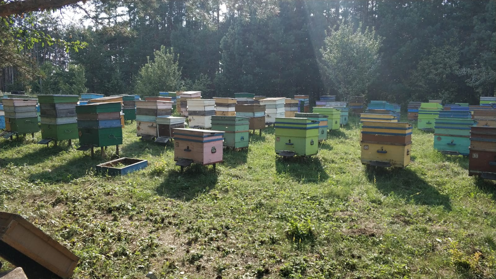 пчелки добывают мед на пасеке