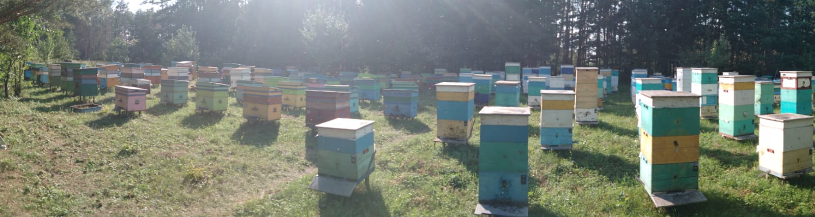 пчелиная пасека панорама